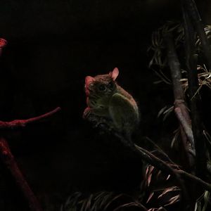Spectral Tarsier (Tarsius spectrum sensu lato)