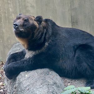 Ussuri Brown Bear (Ursus arctos lasiotus)