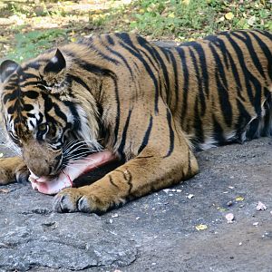 Sumatran Tiger (Panthera tigris sondaica)