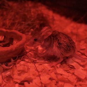 Great Balkhan Mouse-Like Hamster (Calomyscus mystax)