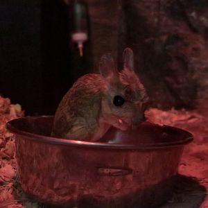 Greater Egyptian Jerboa (Jaculus orientalis)