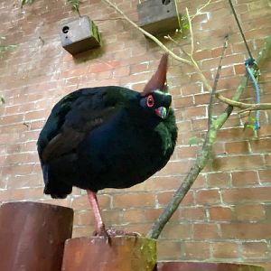 Tropical Hall - Crested partridge 051122