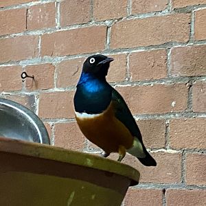 Tropical Hall - Superb starling 051122