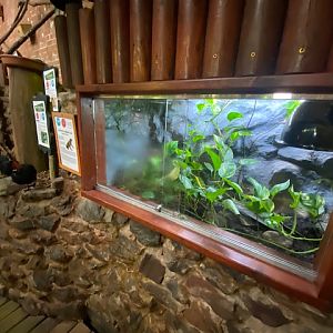 Tropical Hall - Oriental fire-bellied toad exhibit 051122
