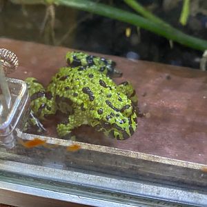 Tropical Hall - Oriental fire-bellied toad 051122