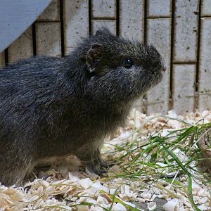 Brazilian Guinea Pig (Cavia aperea)