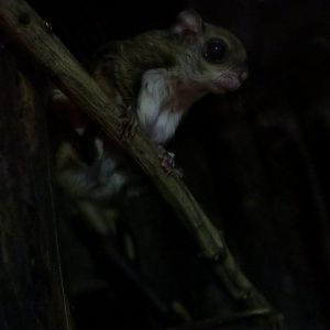 Japanese Dwarf Flying Squirrel (Pteromys momonga)