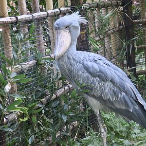 Shoebill (Balaeniceps rex)