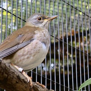 Pale Thrush (Turdus pallidus)