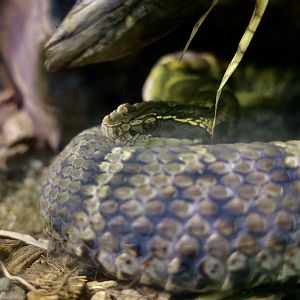 Mamushi (Gloydius blomhoffii)