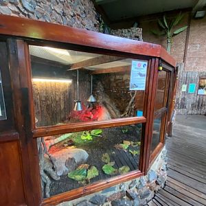 Tropical Hall - Spectacled caiman exhibit 051122