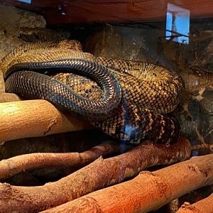 Tropical Hall - Jamaican boa 051122