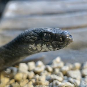 Japanese Striped Snake (Elaphe quadrivirgata) - melanistic