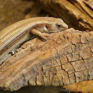 Far Eastern Skink (Plestiodon finitimus)