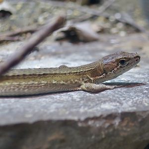 Japanese Grass Lizard (Takydromus takydromoides)
