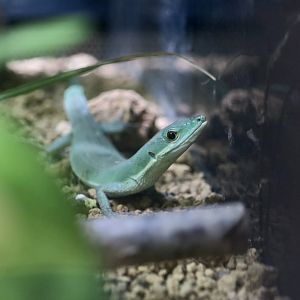 Green Grass Lizard (Takydromus smaragdinus)