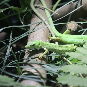 Miyako Grass Lizard (Takydromus toyamai)