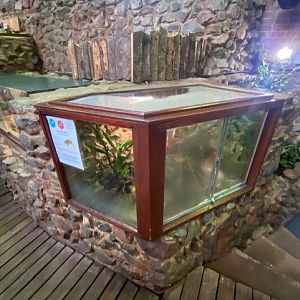 Tropical Hall - African bullfrog exhibit 051122