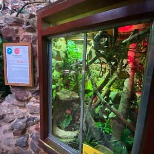 Tropical Hall - Crested gecko exhibit 051122