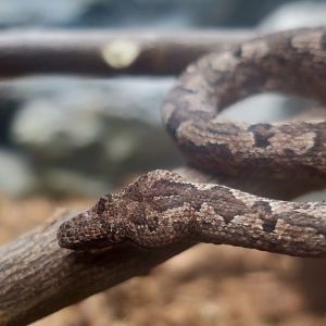 Pacific Ground Boa (Candoia carinata)