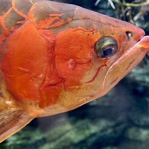 Asian Arowana (Scleropages formosus)