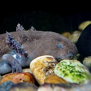 Greater Siren (Siren lacertina)