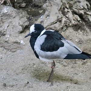 Blacksmith Lapwing (Vanellus armatus)