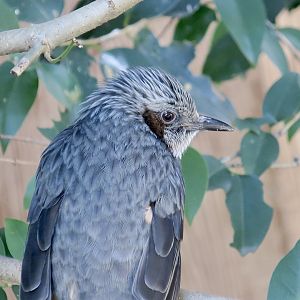 Japanese Brown-Eared Bulbul (Hypsipetes amaurotis amaurotis)