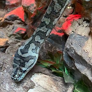 Tropical Hall - Carpet python 051122