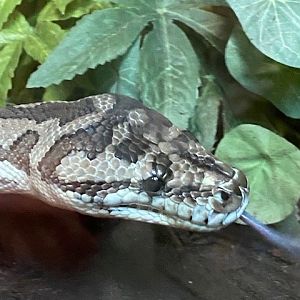 Tropical Hall - Carpet python 051122