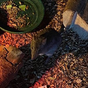 Nocturnal House - Long-nosed potoroo 051122