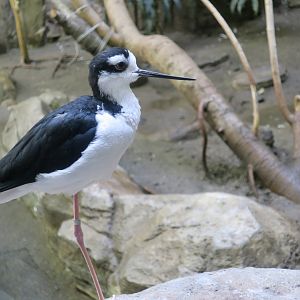 Black-Necked Stilt (Himantopus mexicanus)