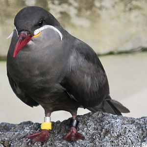 Inca Tern (Larosterna inca)