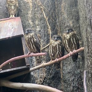 Northern Boobook (Ninox japonica)