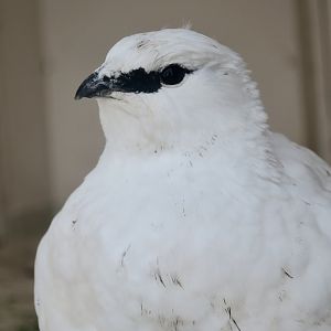 Svalbard Rock Ptarmigan (Lagopus muta hyperborea) female
