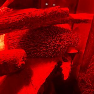 Nocturnal House - Lesser hedgehog tenrec 051122