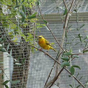Taveta Golden Weaver