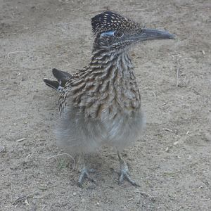 Greater Roadrunner
