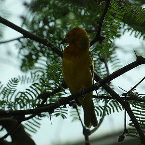 Taveta Golden Weaver