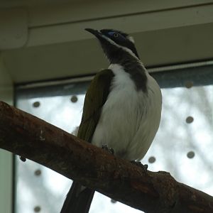 Blue-faced Honeyeater