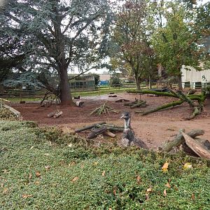 Emu and Red-necked wallaby enclosure 051122