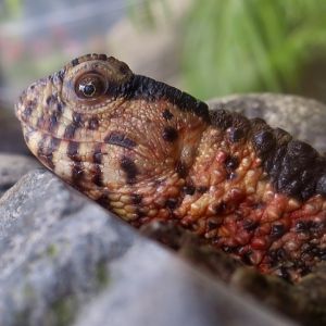 Chinese Crocodile Lizard (Shinisaurus crocodilurus) male