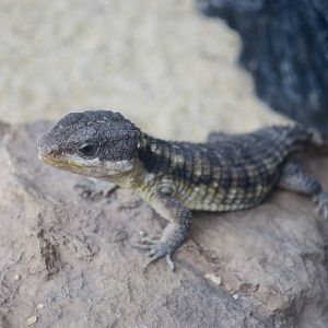 East African Spiny-Tailed Lizard (Cordylus tropidosternum)