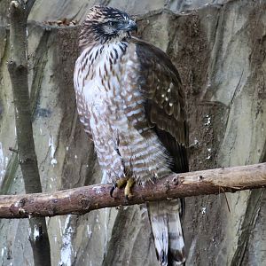 Japanese Mountain Hawk-Eagle (Nisaetus nipalensis orientalis)