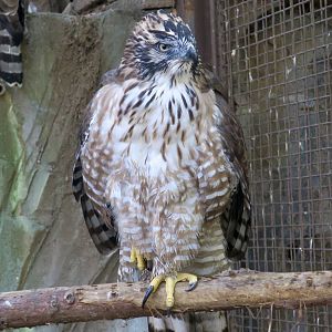 Japanese Mountain Hawk-Eagle (Nisaetus nipalensis orientalis)