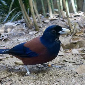 Lidth's Jay (Garrulus lidthi)