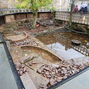Asian small-clawed otter enclosure 051122