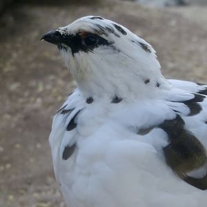 Japanese Rock Ptarmigan (Lagopus muta japonica) male
