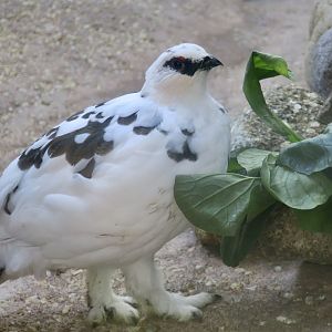 Japanese Rock Ptarmigan (Lagopus muta japonica) male