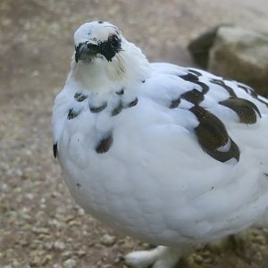 Japanese Rock Ptarmigan (Lagopus muta japonica) male